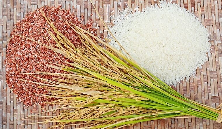 Giá lúa gạo hôm nay 23/01: Quay đầu giảm mạnh 200 – 600 đồng/kg