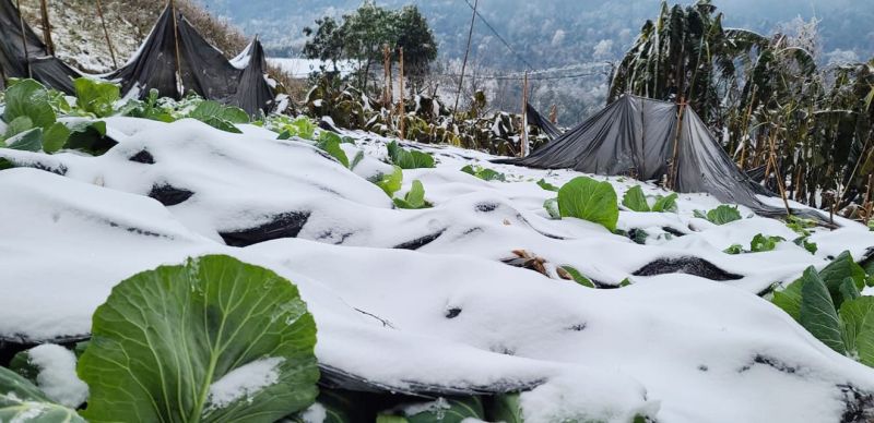 Công điện của Thủ tướng về việc chủ động phòng, chống rét đậm, rét hại kéo dài