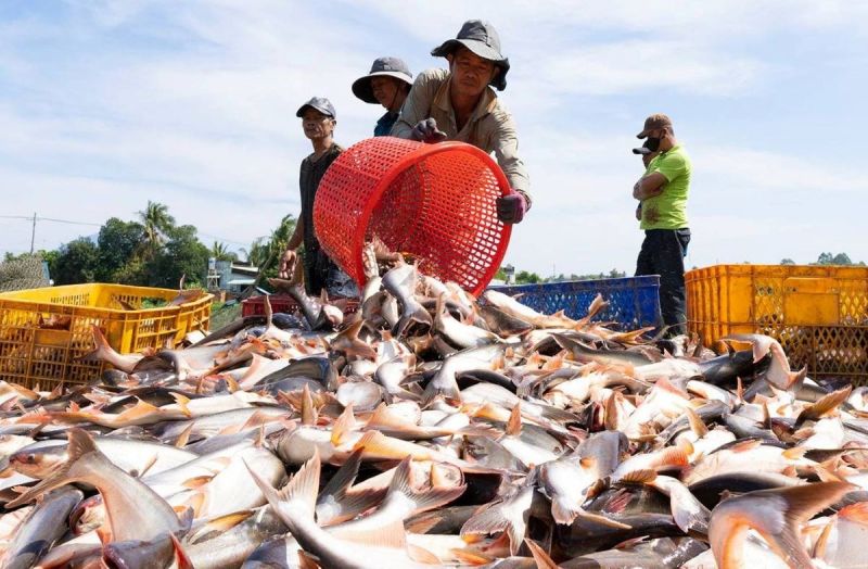Thủy sản cũng là ngành hàng của Việt Nam gặp nhiều khó khăn khi xuất khẩu trong năm 2023 có sản lượng nuôi trồng vượt chỉ tiêu nhưng xuất khẩu lại không hoàn thành kế hoạch. (Ảnh minh họa)