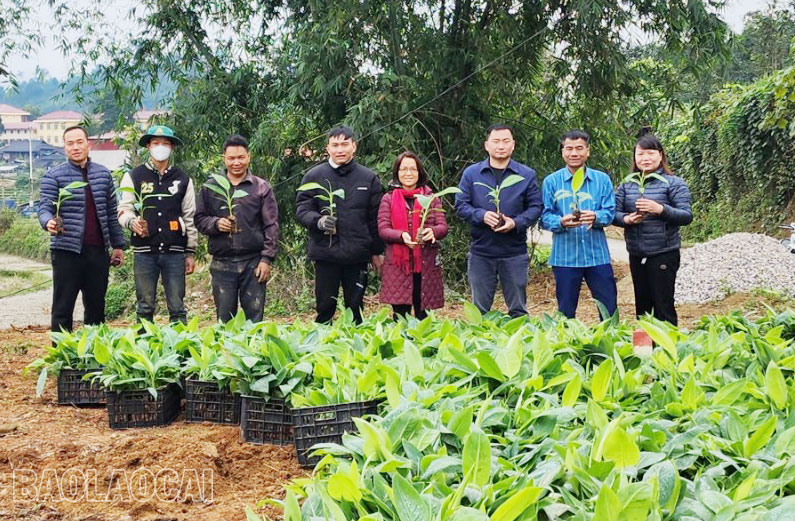 Lào Cai: Cấp hơn 10.000 cây giống chuối tiêu hồng cho nông dân huyện Bảo Yên