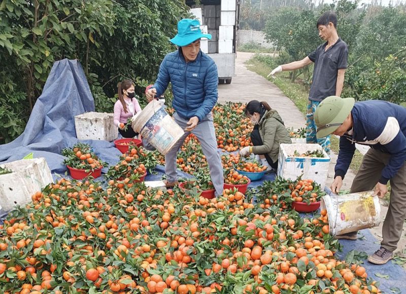 Người dân xã Qúi Sơn, huyện Lục Ngạn thu hoạch cam ngọt.