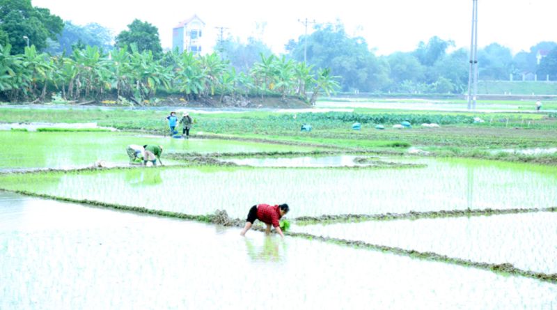 Bà con nông dân thôn Hạ Ích, xã Đồng Ích xuống đồng gieo cấy Bà con nông dân thôn Hạ Ích, xã Đồng Ích xuống đồng gieo cấy