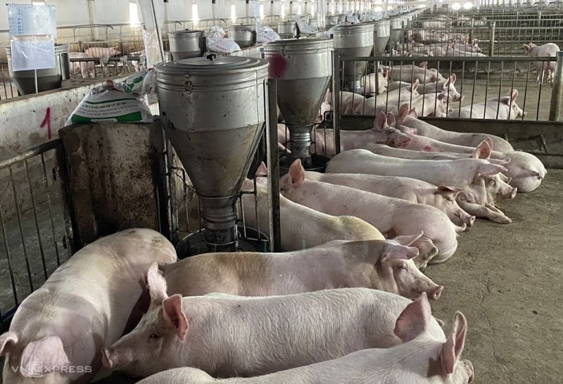 Giá heo hơi hôm nay 2/2: Giảm từ 1000 - 3000 đồng/kg