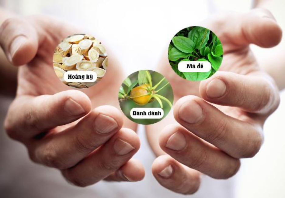 Một số thảo dược tốt cho thận, hỗ trợ điều trị suy thận Một số thảo dược tốt cho thận, hỗ trợ điều trị suy thận