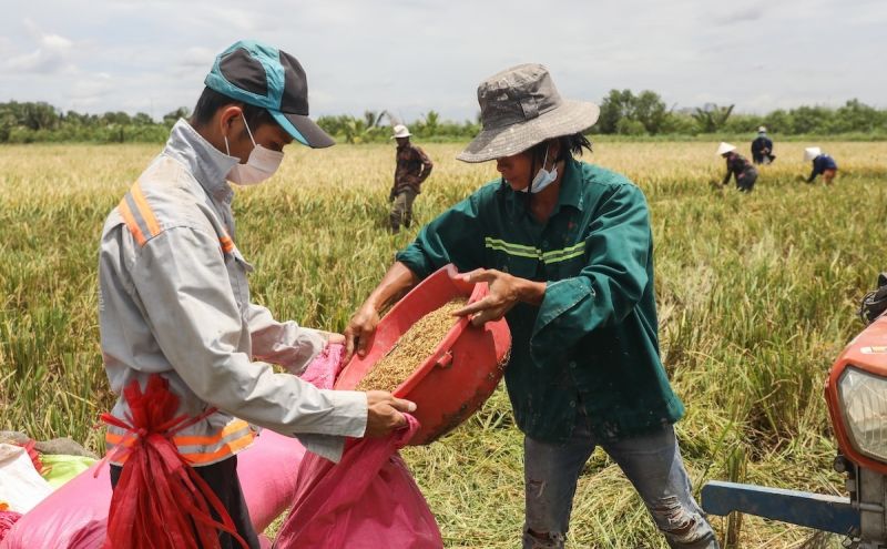 Hàn Quốc cấp cho Việt Nam hạn ngạch xuất khẩu gạo hơn 55.000 tấn