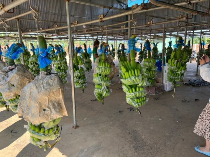 Con gái ông Đoàn Nguyên Đức muốn bán ra 2 triệu cổ phiếu Hoàng Anh Gia Lai (HAG)