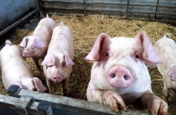 Giá heo hơi hôm nay 3/2/2024: Giảm rải rác phía Bắc