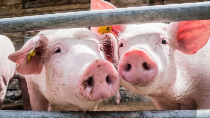 Giá heo hơi hôm nay 5/2: Lặng sóng, thấp nhất 52.000 đồng/kg