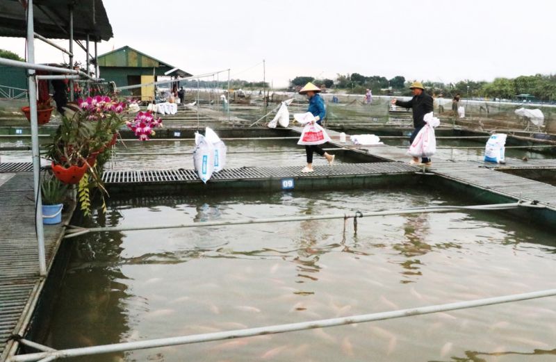 Mô hình nuôi cá lồng trên sông Thái Bình của người dân xã Trung kênh, huyện Lương Tài.
