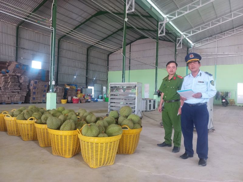 Lực lượng chức năng kiểm tra cơ sở mua bán trái cây trên địa bàn