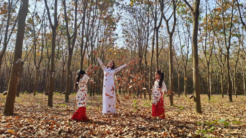 Cao su mùa thay lá