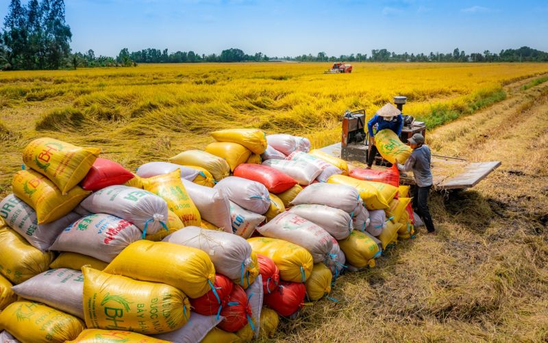 Giá lúa gạo neo cao, nhiều nông dân ra đồng xuyên Tết. (Ảnh minh họa)