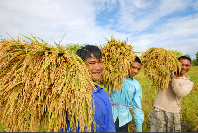 Giá lúa gạo hôm nay 11/02: Giá lúa gạo neo cao