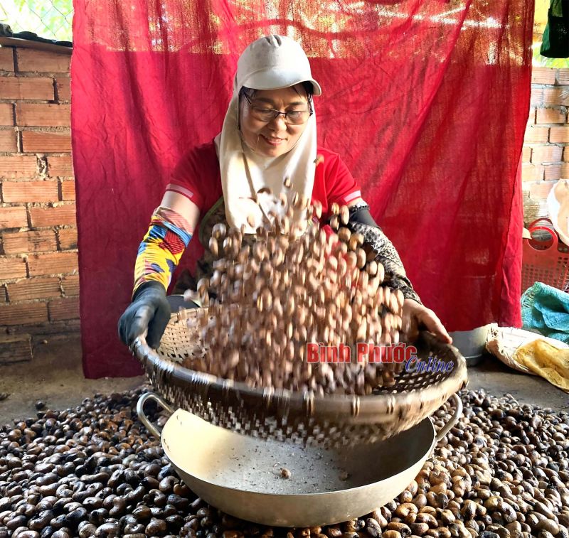 Về Bình Phước, nghe hạt điều... “kể chuyện”