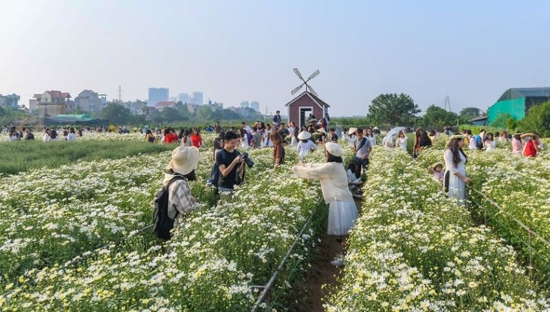 Một góc vườn hoa Nhật Tân được các bạn trẻ nô nức tới check in