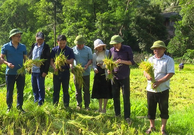 Đoàn công tác của huyện Quan Sơn thăm mô hình sản xuất lúa nước mùa khô tại huyện Viêng Xay, tỉnh Hủa Phăn.