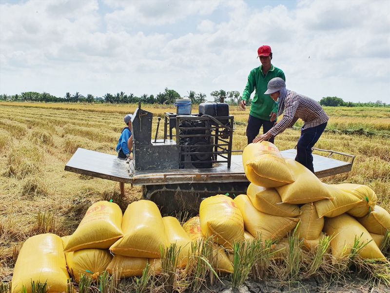 Giá lúa gạo hôm nay 16/2: Không có biến động, các thương lái lấy lúa khai trương đầu năm