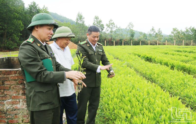 Thái Nguyên: Huyện Phú Lương phát huy thế mạnh kinh tế rừng