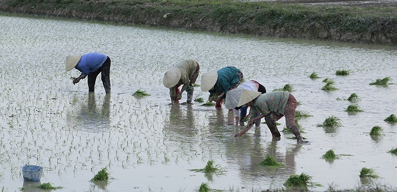 Nông dân sản xuất lúa tại xã Đông Văn (Đông Sơn).