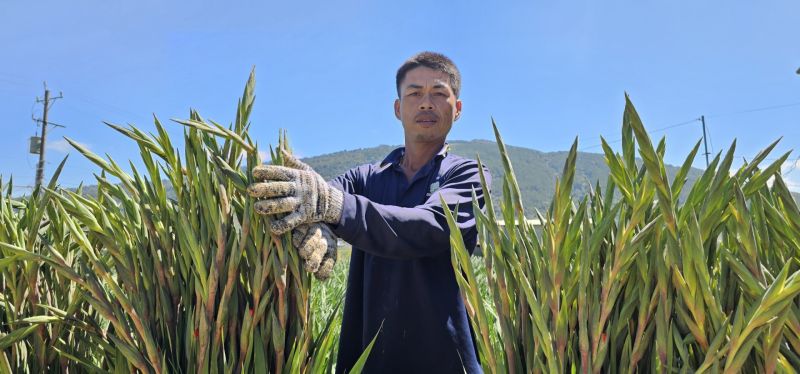 Lâm Đồng: Người tiên phong trồng hoa lay ơn chất lượng cao tại Làng hoa Hiệp An