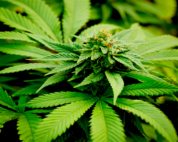 Bạc Liêu xử lý vụ sinh viên ngành y trồng cần sa