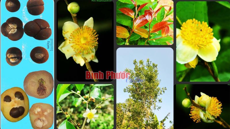 Công bố loài trà my quý hiếm tại Vườn quốc gia Bù Gia Mập