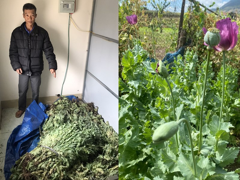 Gia Lai: Phát hiện gần 500 cây anh túc trồng trong vườn nhà dân