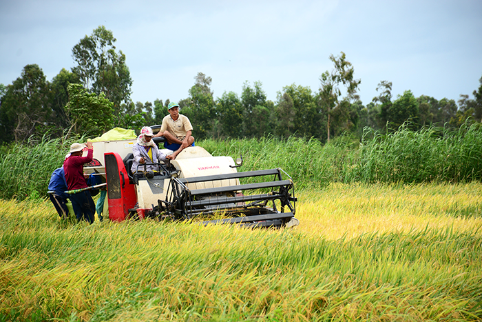 Huyện Trần Văn Thời có gần 60.700 ha đất nông nghiệp.