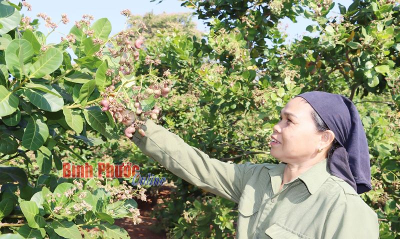 Kỳ vọng vụ điều bội thu