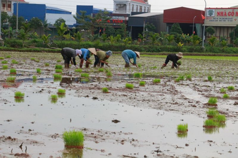 Nông dân trên địa bàn tỉnh Nam Định đồng loạt ra đồng gieo cấy lúa xuân với tâm trạng thoải mái, vui tươi. Mọi người hy vọng vụ lúa xuân giành thắng lợi, thóc lúa đầy bồ.