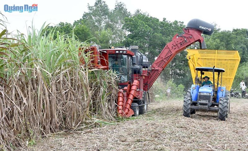 Hậu Giang: Phát triển ổn định vùng mía
