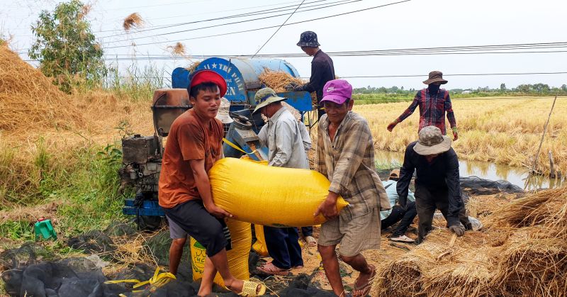 Giá lúa gạo hôm nay duy trì ổn định. (Ảnh minh họa)