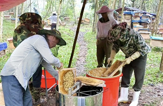 Công nhân Công ty CP Đầu tư và Phát triển Ma Hao tiến hành lọc mật ong.