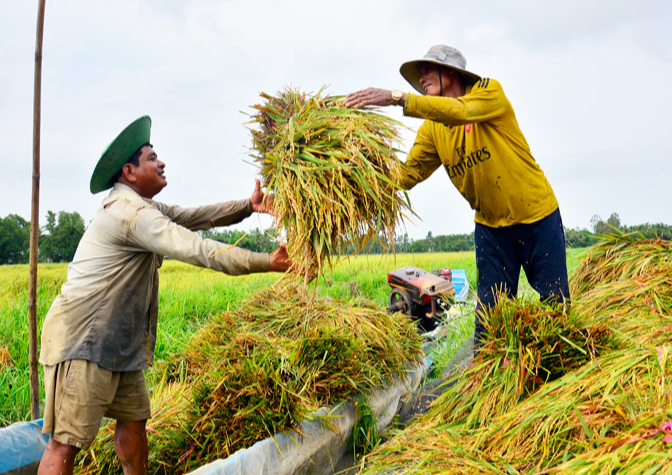 Giá lúa gạo hôm nay duy trì ổn định. (Ảnh minh họa)