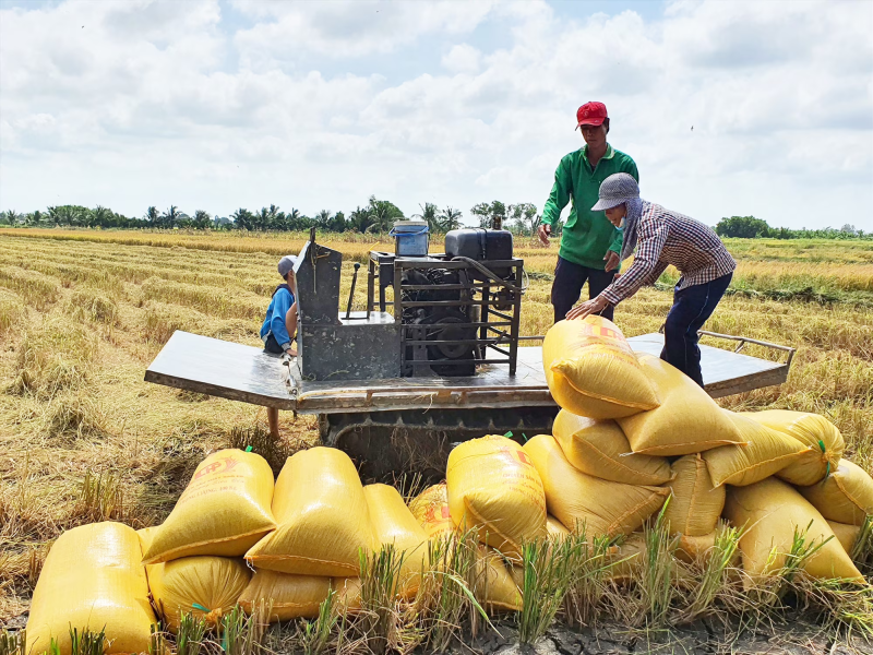 Giá lúa gạo hôm nay 26/2: Ổn định trong phiên đầu tuần, nhà máy chào giá gạo tăng