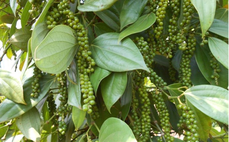 Giá tiêu hôm nay 26/2: Giảm đến 4.000 đồng/kg tại một số địa phương