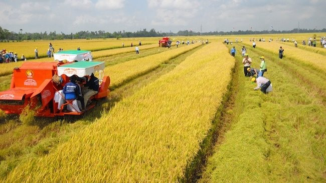 Nông dân huyện Hải Hậu - Nam Định thực hiện xây dựng cánh đồng mẫu lớn, tích tụ ruộng đất