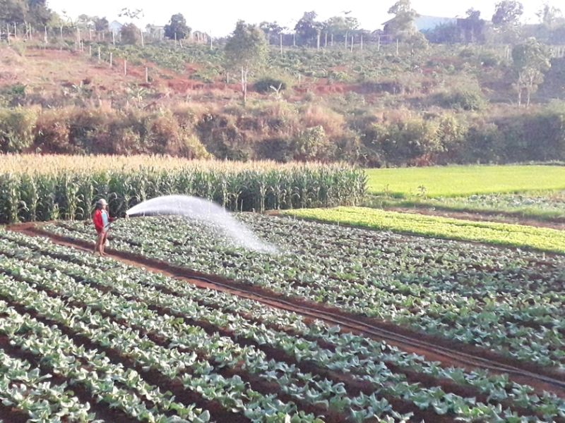 Mô hình chuyển đổi diện tích đất lúa thường xuyên bị hạn sang trồng rau, màu ở xã Ia Băng (huyện Đak Đoa). Nguồn:baogialai.com.vn​