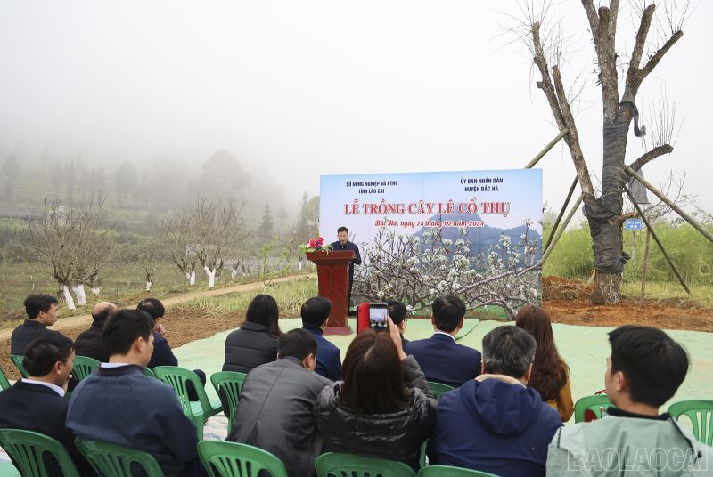 Lào Cai: Bảo tồn nguồn nguồn gen cây lê xanh Bắc Hà