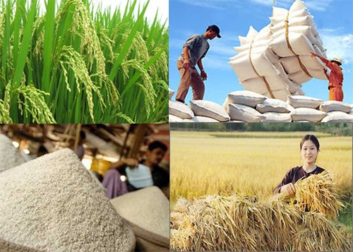 Chỉ thị của Thủ tướng về sản xuất, kinh doanh, xuất khẩu lúa, gạo bền vững, minh bạch