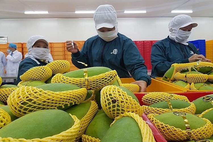 Xoài -sản phẩm nông nghiệp của Việt Nam xuất khẩu sang Italy. Ảnh internet.