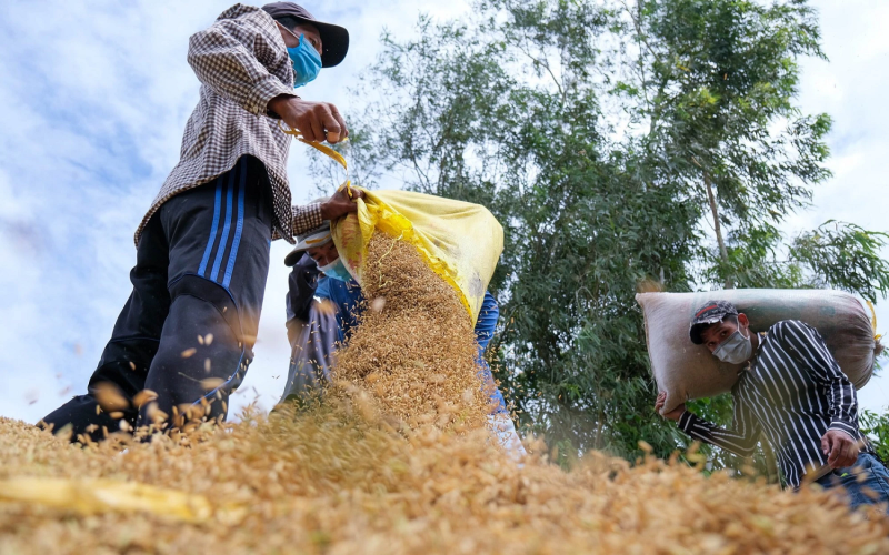 Giá lúa gạo hôm nay tăng nhẹ với Đài thơm 8. (Ảnh minh họa)