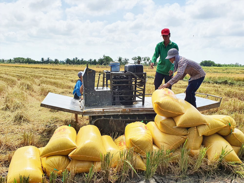 Giá lúa gạo hôm nay 03/03: Ổn định, tuần qua giá lúa tăng mạnh