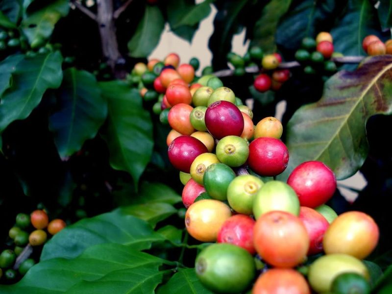 Giá cà phê Arabica trên sàn New York sáng ngày 3/3/2024 tiếp tục đà giảm sâu ở phiên giao dịch thứ 6 trong tuần. ( Ảnh minh họa).