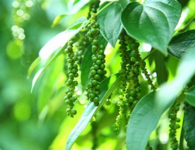 Giá tiêu hôm nay (3/3) dao động trong khoảng 92.000 - 93.500 đồng/kg. ( Ảnh minh họa).