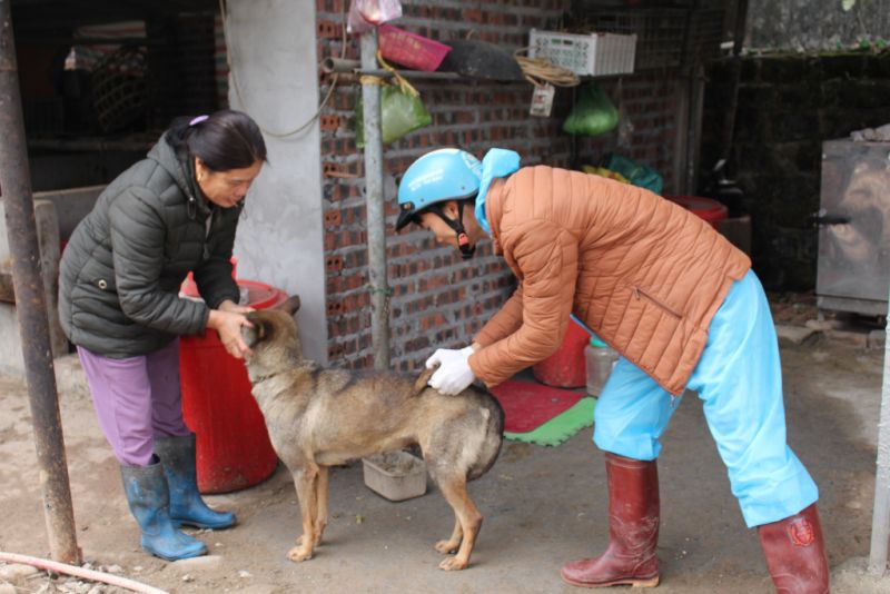 Cán bộ thú y xã Quảng An tiêm vắc xin phòng bệnh dại cho chó, mèo nuôi trên địa bàn xã.