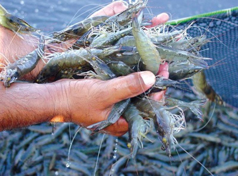 Thực phẩm Sao Ta (FMC) đạt doanh số 11,3 triệu USD trong tháng Hai