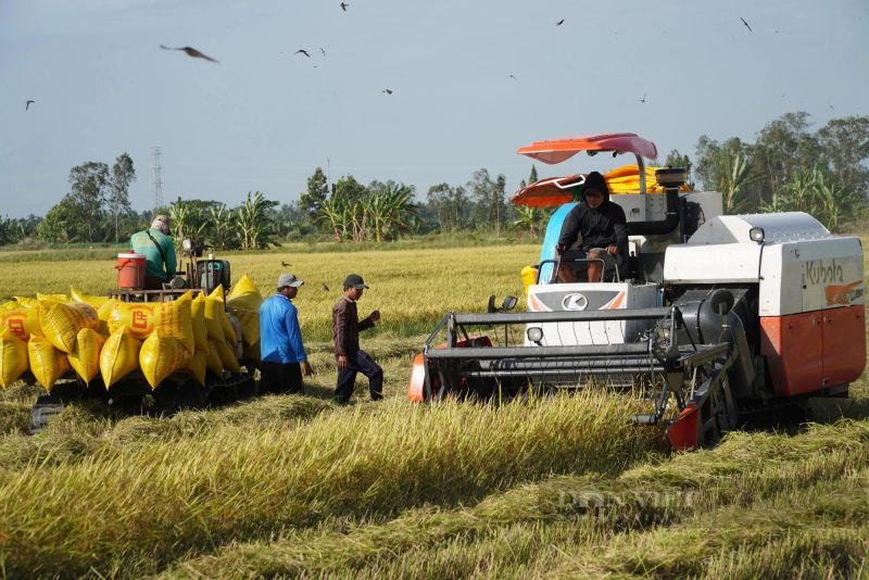 Giá lúa gạo hôm nay điều chỉnh tăng với lúa nếp. (Ảnh minh họa)