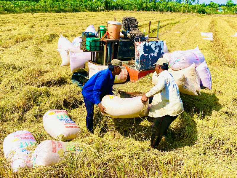 Giá lúa gạo hôm nay tăng với lúa IR 504 và OM 5451. (Ảnh minh họa)