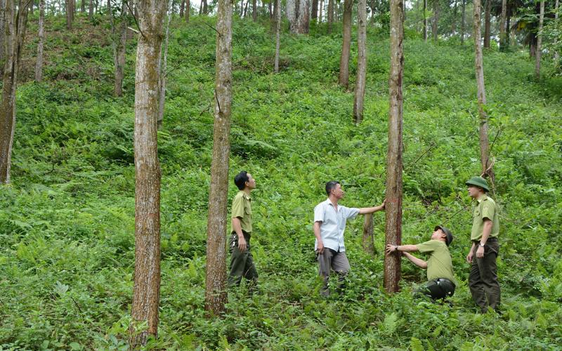 Nghị định tạm sử dụng rừng phục vụ phát triển kinh tế - xã hội vì lợi ích quốc gia có gì mới? Ảnh internet.